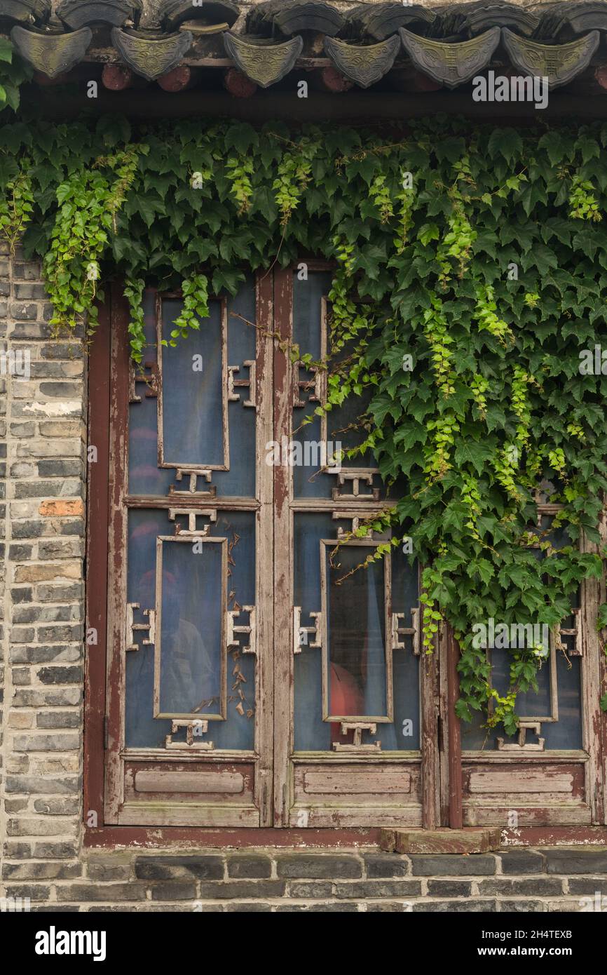 Ivy che cresce su una tradizionale finestra di legno intagliato in un vecchio edificio nella Pan Gate Scenic Area, Suahou, Cina. Foto Stock