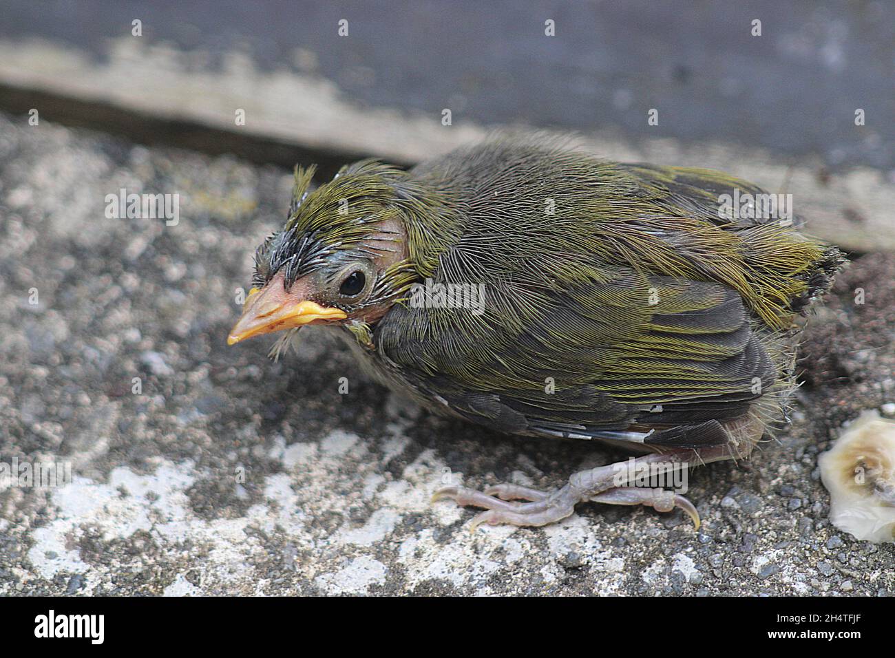 Occhio d'argento annidato (Zosterops lateralis) Foto Stock
