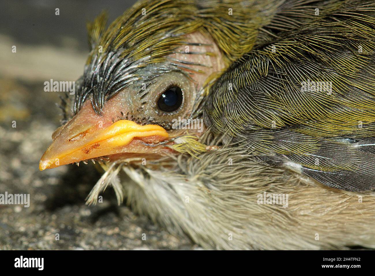Occhio d'argento annidato (Zosterops lateralis) Foto Stock