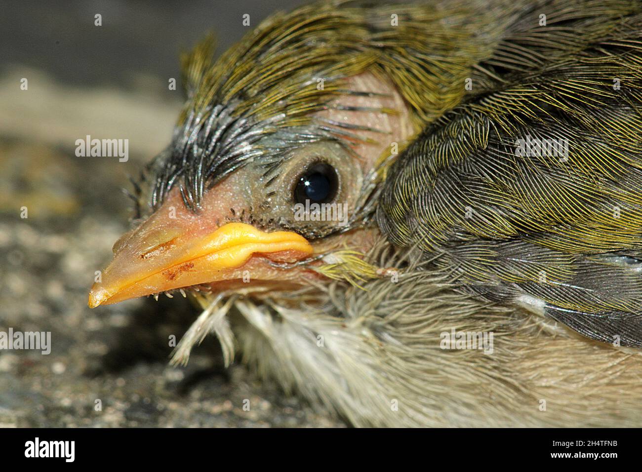 Occhio d'argento annidato (Zosterops lateralis) Foto Stock