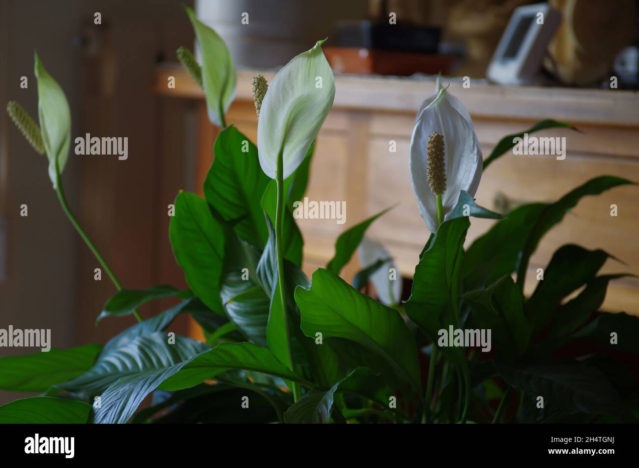 In primo piano, uno Spatifillo (Spathifillum) con fiori bianchi, una pianta molto comune nell'arredamento di appartamenti Foto Stock