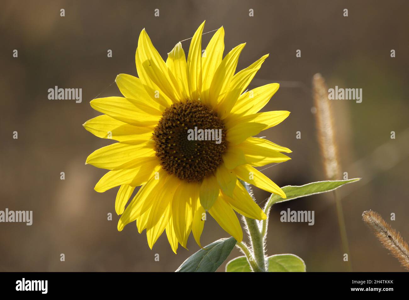 Bellissimo scatto di un campo pieno di fiori durante il giorno Foto Stock