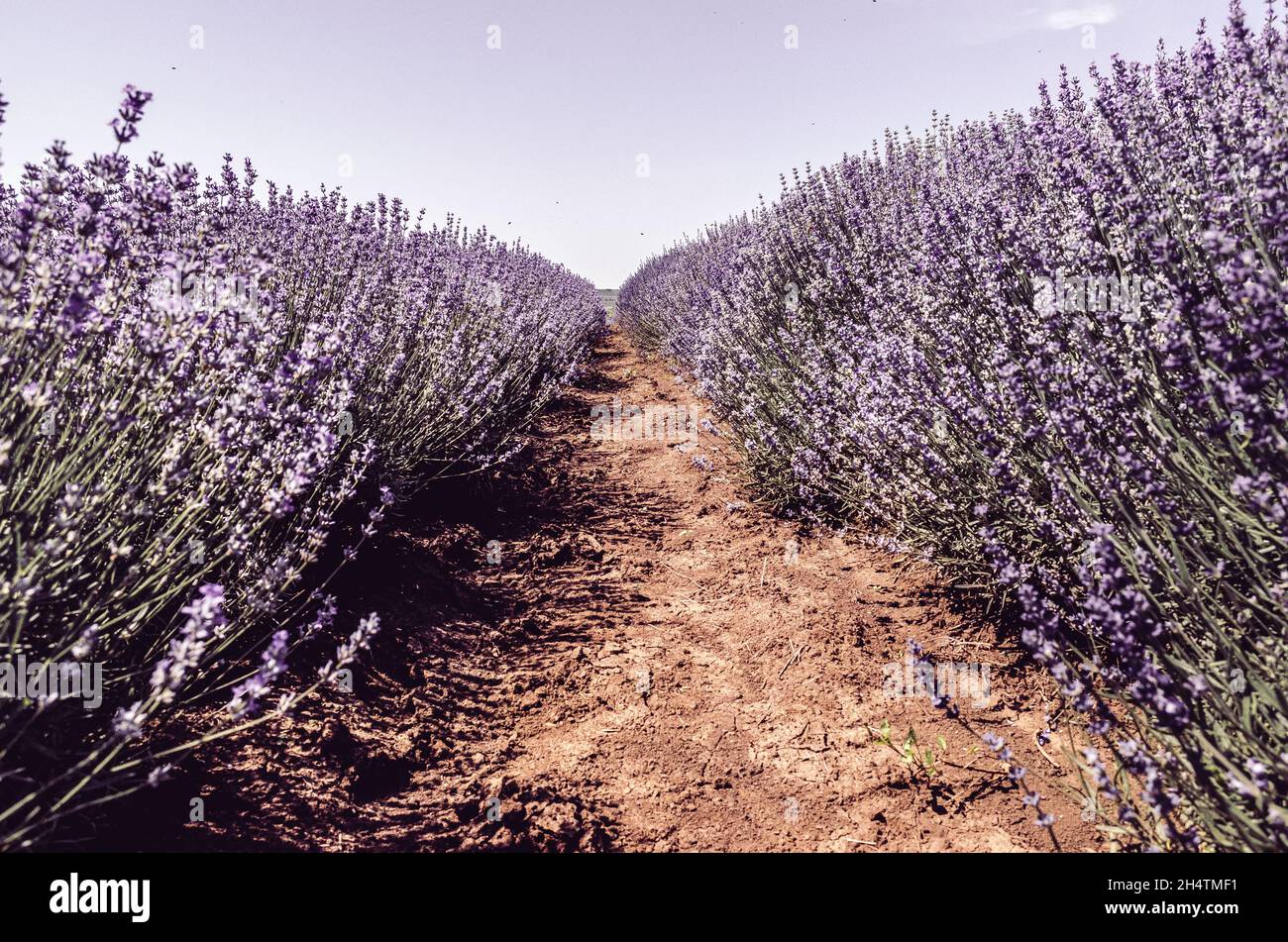Campo di arbusto di lavanda viola durante l'estate nella campagna in Transilvania. Estate colorata. Foto Stock