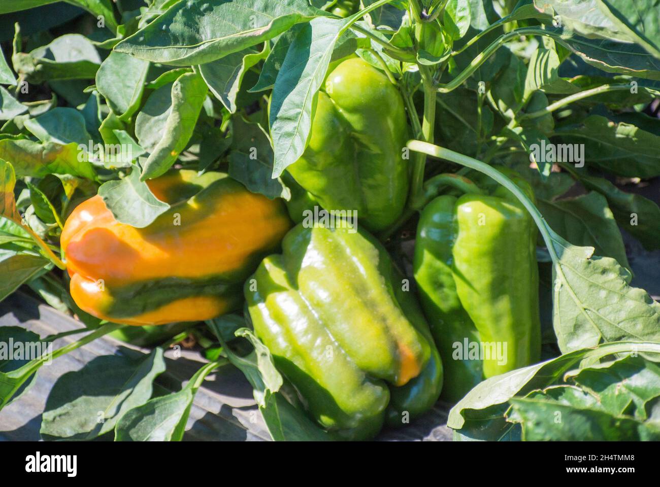 Peperoni di campana che crescono in campo Foto Stock