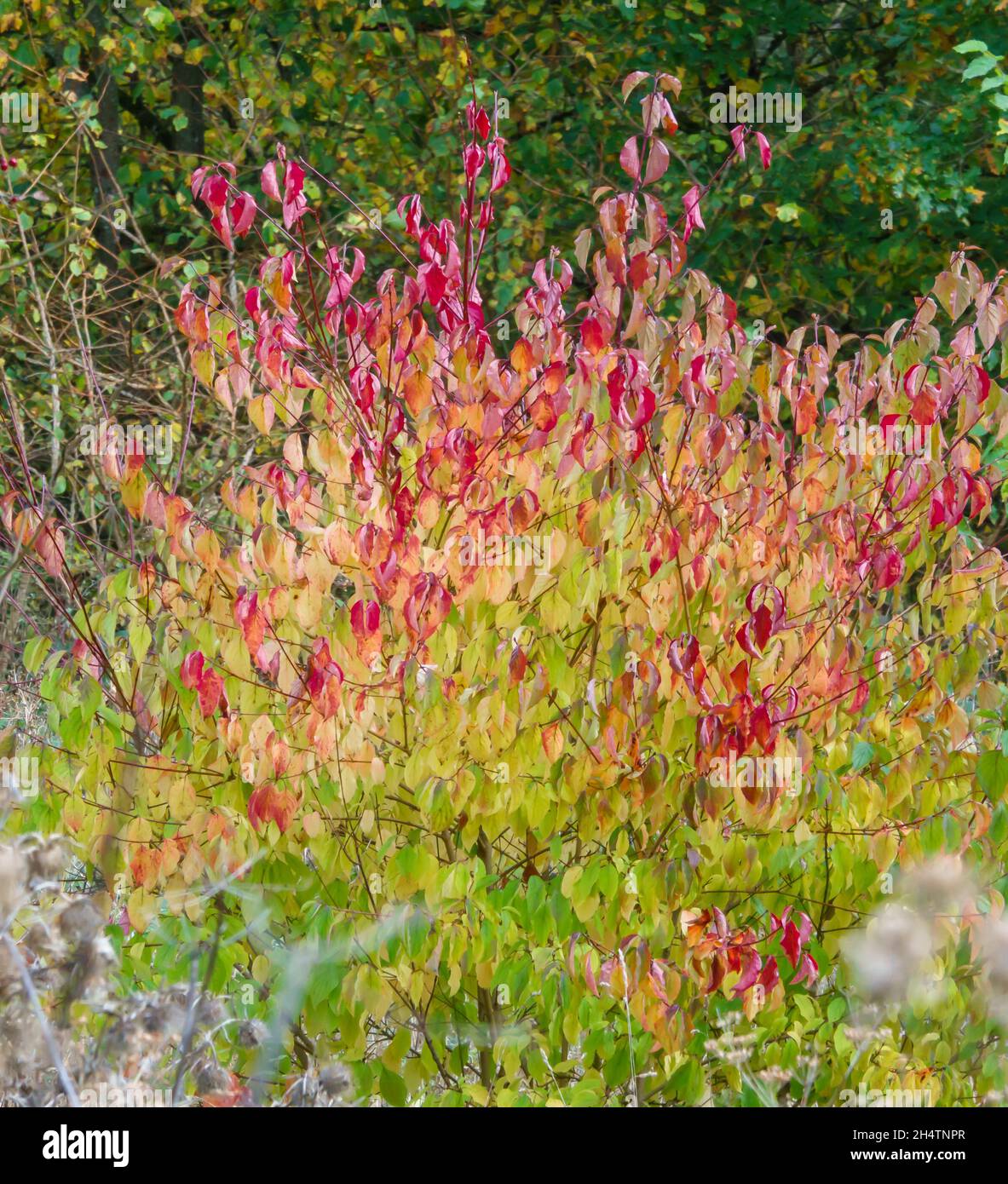 Un albero di dogwood comune (Cornus sanguinea) in piena gloria autunnale con foglie verdi, gialle, dorate, rosate e rosse Foto Stock