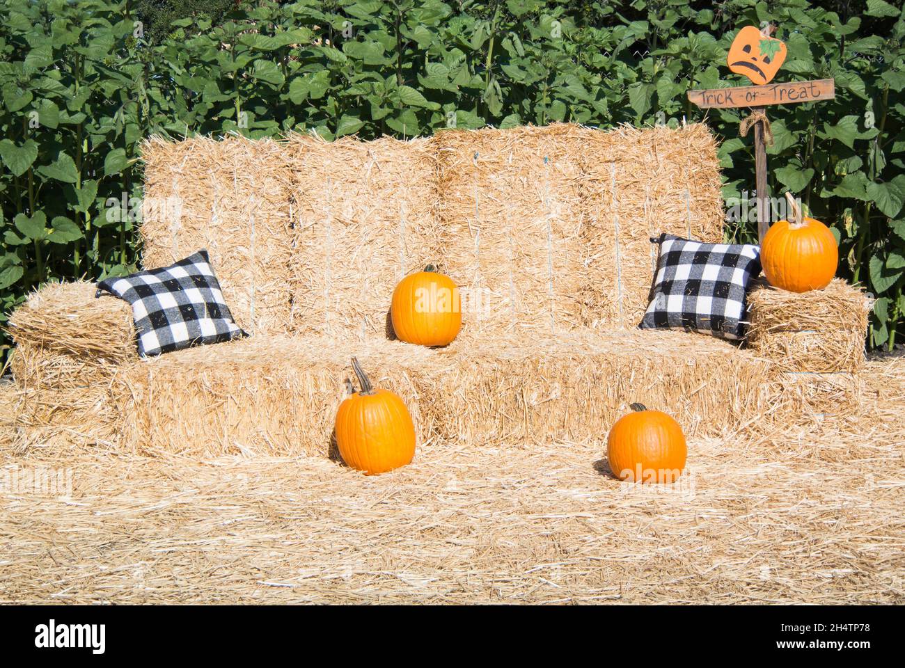 Tempo per un riposo al Patch Pumpkin Foto Stock