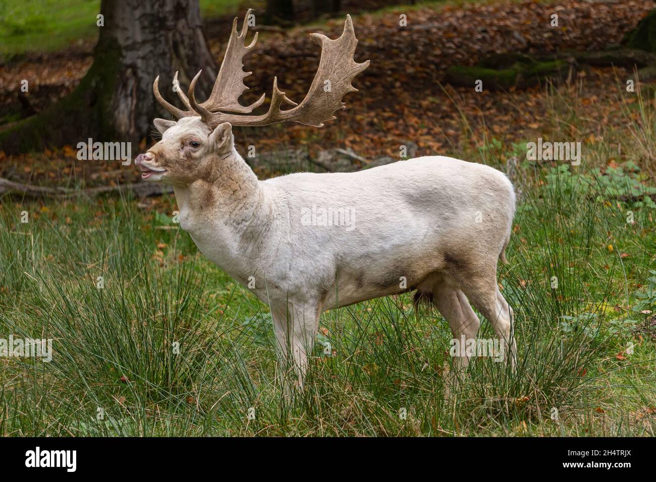 Cervo bianco (Dama dama) Foto Stock
