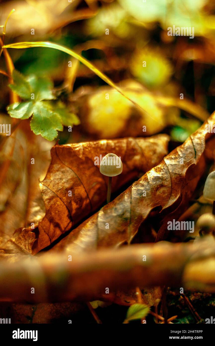 Il fungo più piccolo che ho trovato nella foresta. Foto Stock