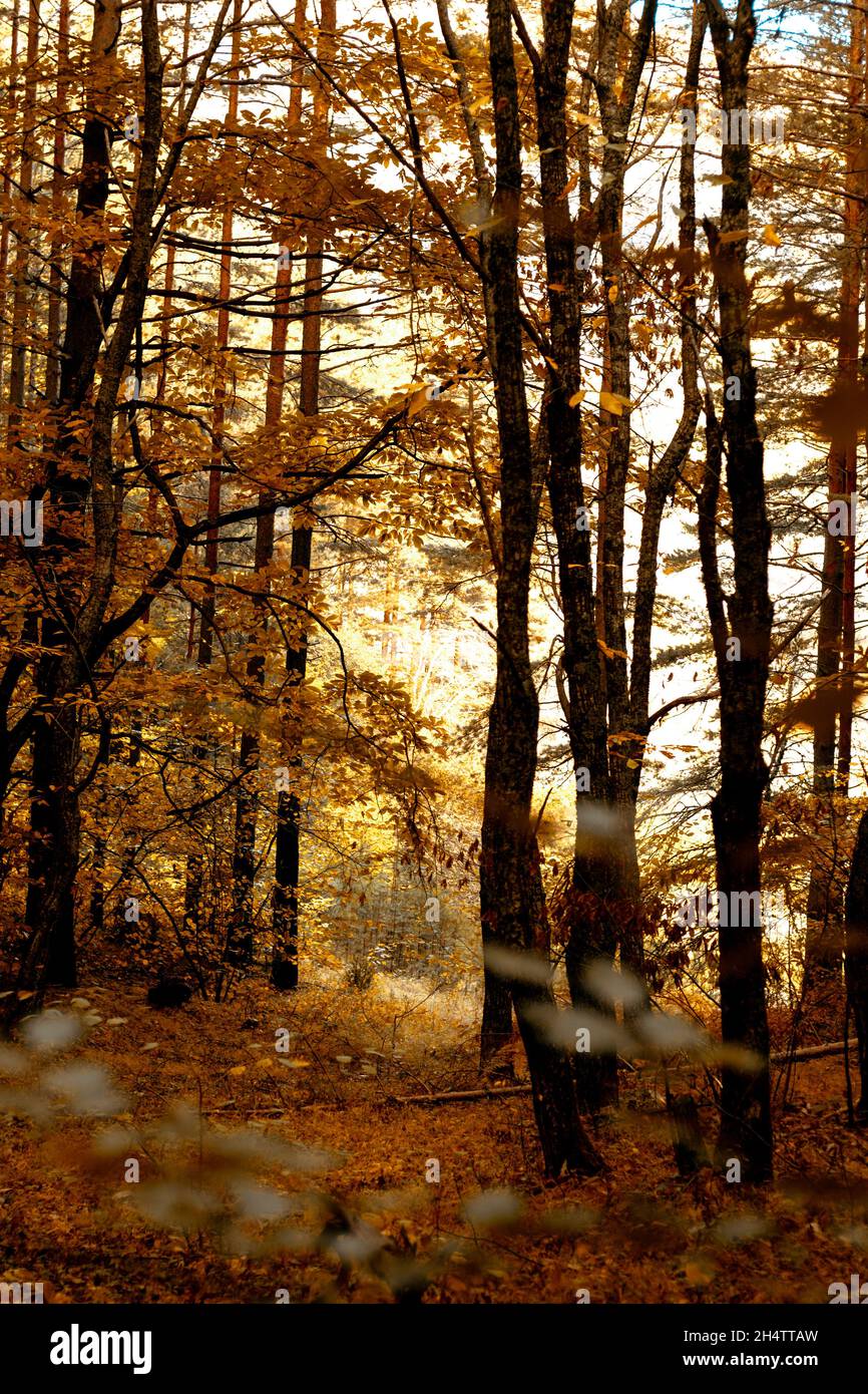 Paesaggio verticale all'interno della foresta. Foto Stock