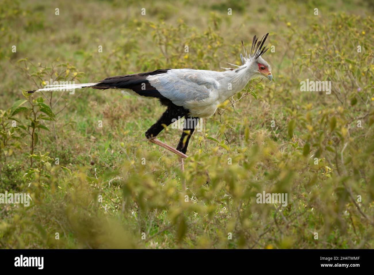 Secretariybird o Secretarius Bird - Sagittarius serpentarius uccello di preda, per lo più terrestre, endemico per l'Africa, praterie e savana del su Foto Stock