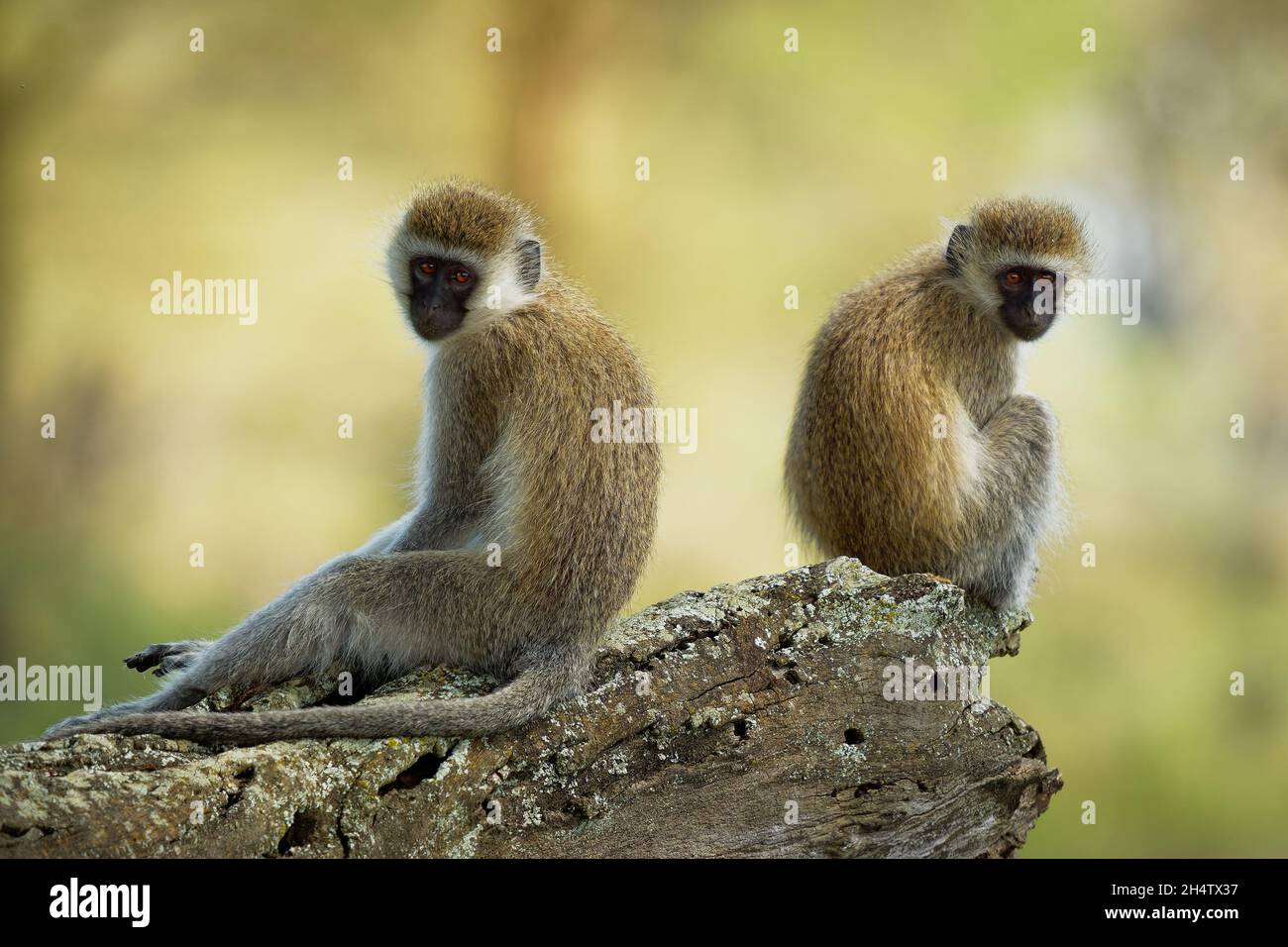 Scimmia Vervet - Chlorocebus pygerythrus - due scimmie di Cercopithecidae nativo dell'Africa, simile a malbrouck (Chlorocebus cynosuros), seduto sul Th Foto Stock