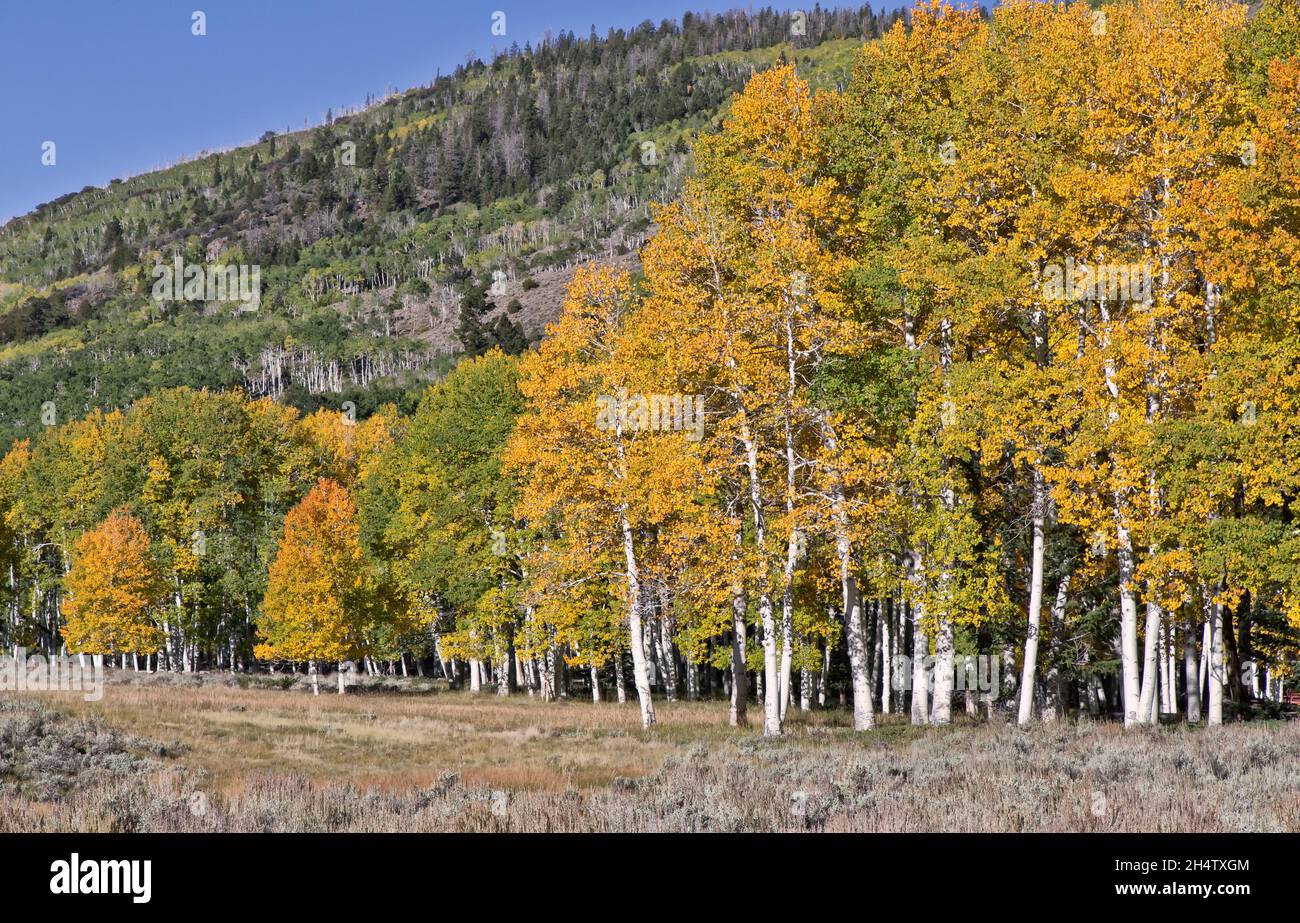 Quaking Aspen Grove 'Pando Clone', Fishlake National Forest. Foto Stock