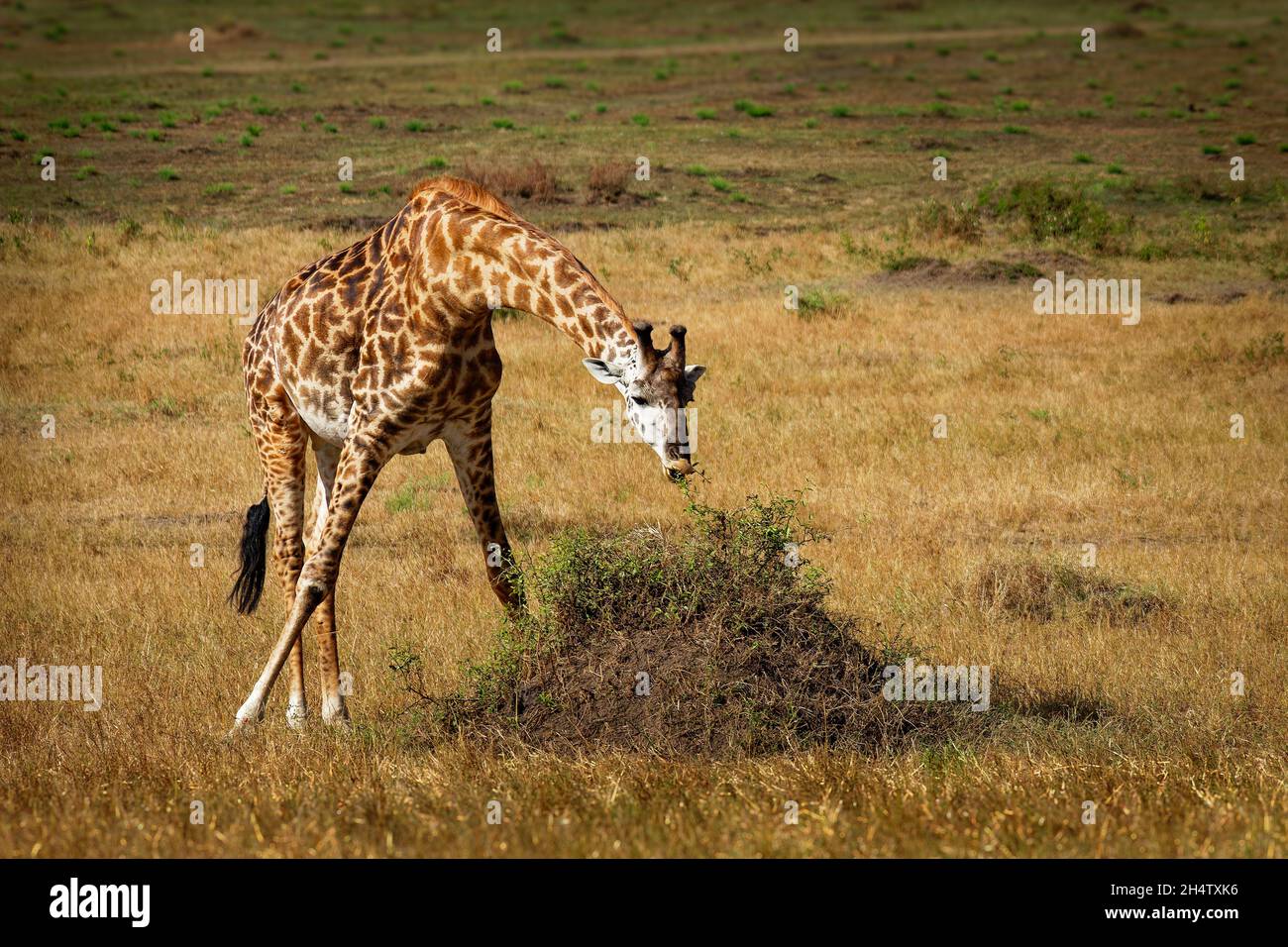 Masaai Giraffe - Giraffa tippelskirchi anche Maasai o Kilimanjaro giraffe, la più grande giraffa, originaria dell'Africa orientale, del Kenya e della Tanzania, irr distintivo Foto Stock