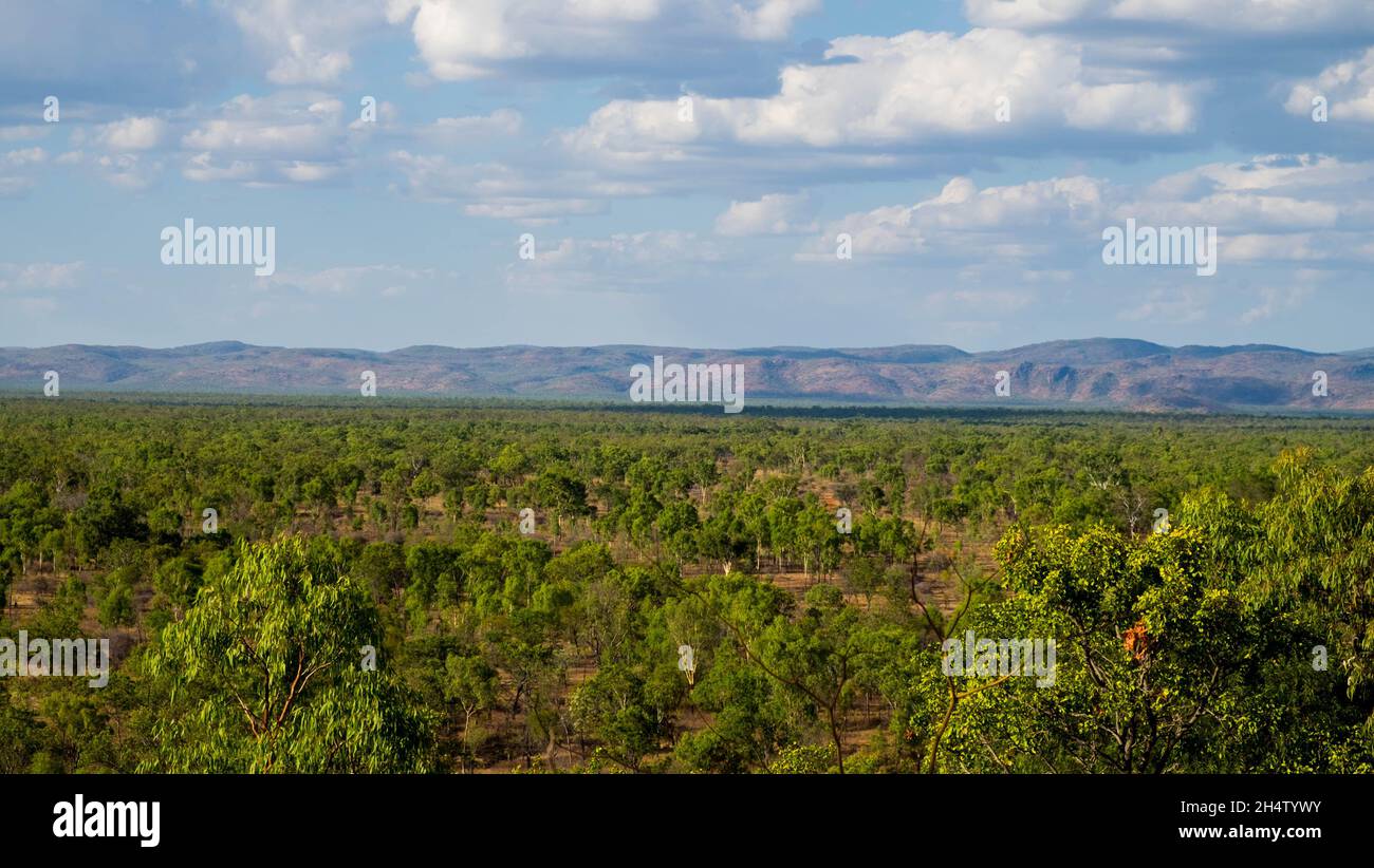 Rame Smelleder, Chillagoe, Queensland, Australia Foto Stock