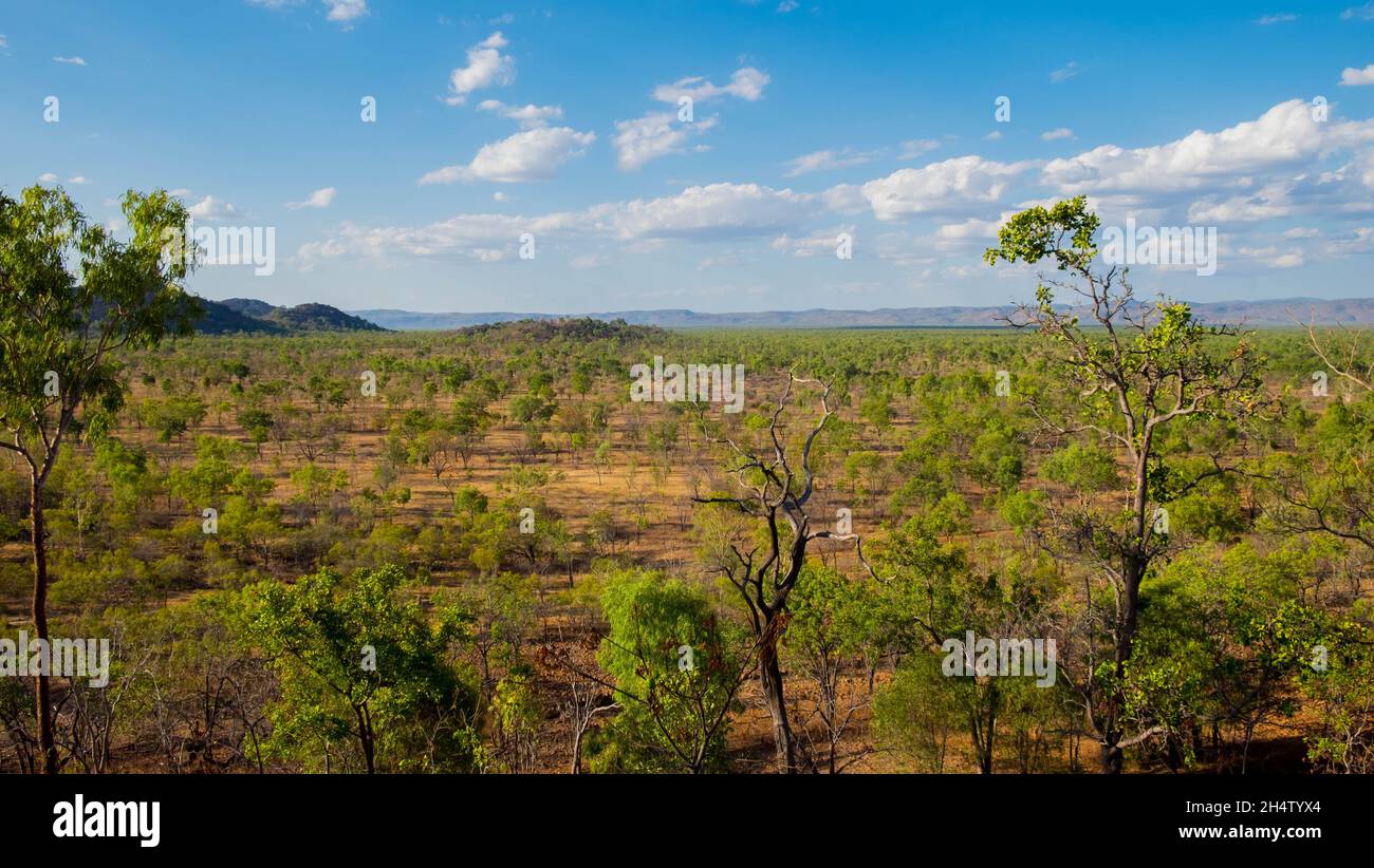 Rame Smelleder, Chillagoe, Queensland, Australia Foto Stock