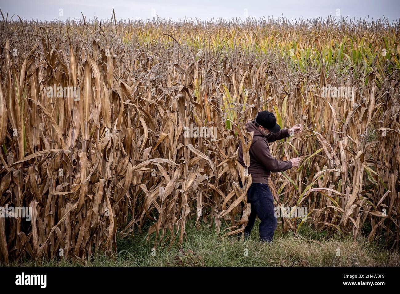 Agricoltore che controlla lo stato delle colture di mais che soffrono di siccità, Bell-lloc d´Urgell, Catalogna, Spagna Foto Stock