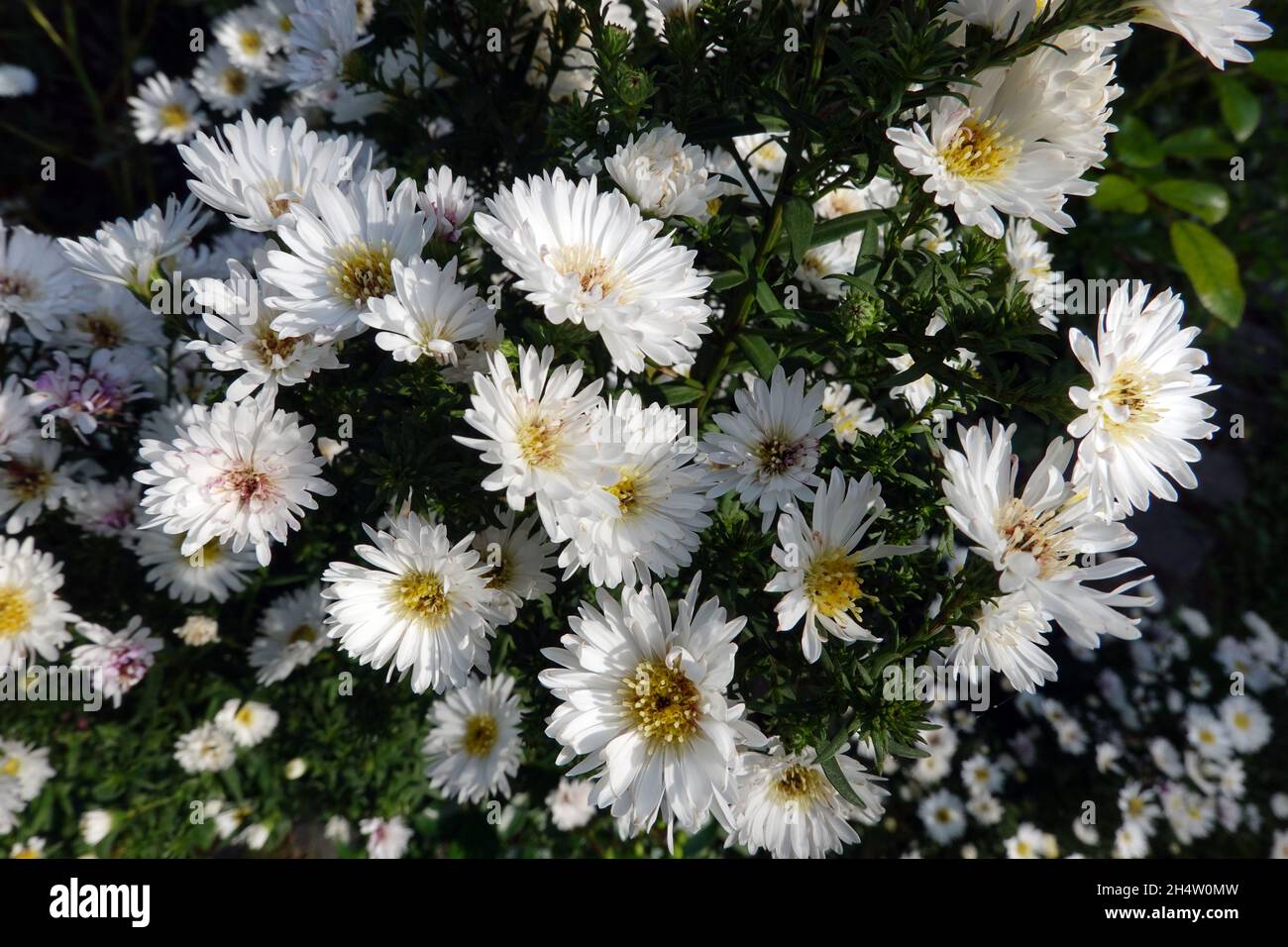 weisse Herbstastern (Aster dumosus, SYN Symphyotrichum dumosum) Foto Stock