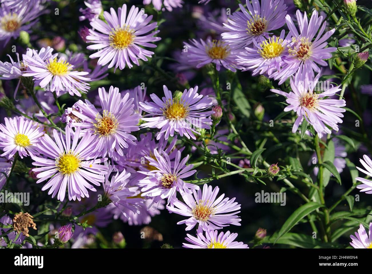 lila Herbstastern (Dumosus di Aster, Dumosum di SYN Symphyotrichum) Foto Stock