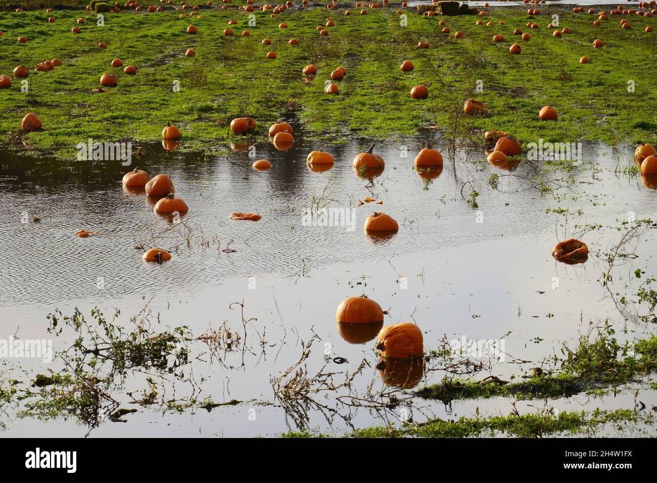 zucche nel campo delle zone umide Foto Stock