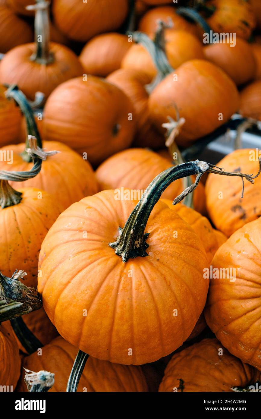 Zucche fresche da raccolto che mostrano il loro colore arancione autunno o caduta in un mucchio per la vendita a Ellijay Georgia, Stati Uniti. Foto Stock