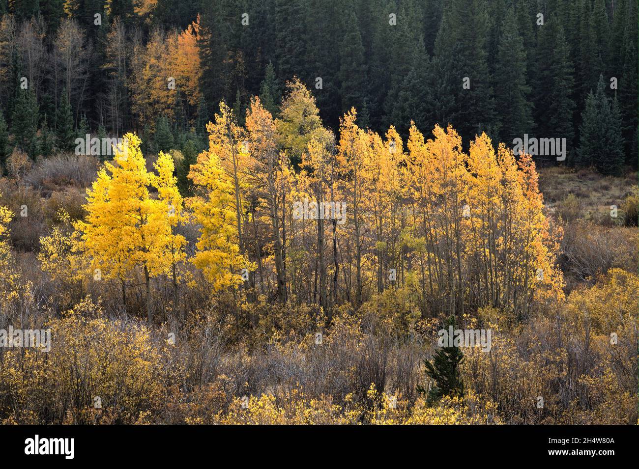 Una piccola copse di alberi di Aspen del Colorado evidenziata dalla luce del sole di metà pomeriggio. Foto Stock