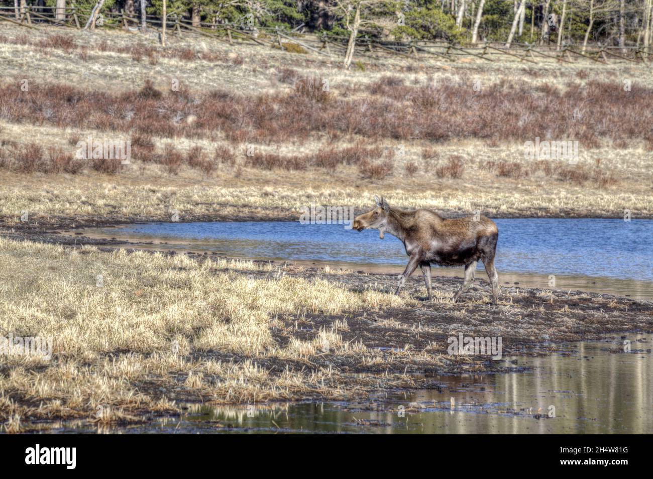 Un Shiras Moose che si allontana dal bordo di un lago di montagna. Foto Stock