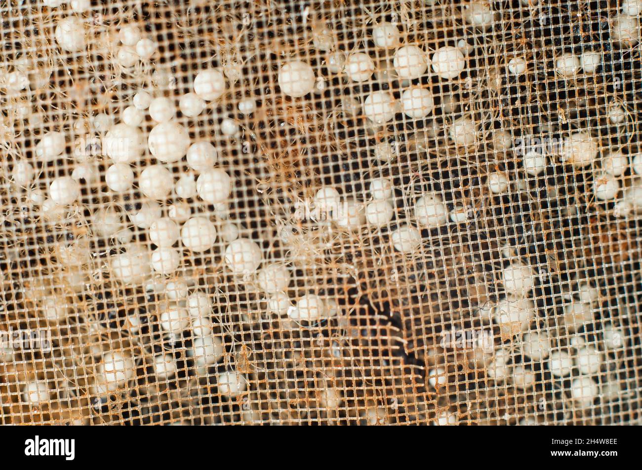 Sfere di schiuma in un filtro per chiarificazione dell'acqua di superficie priva di reagenti Foto Stock
