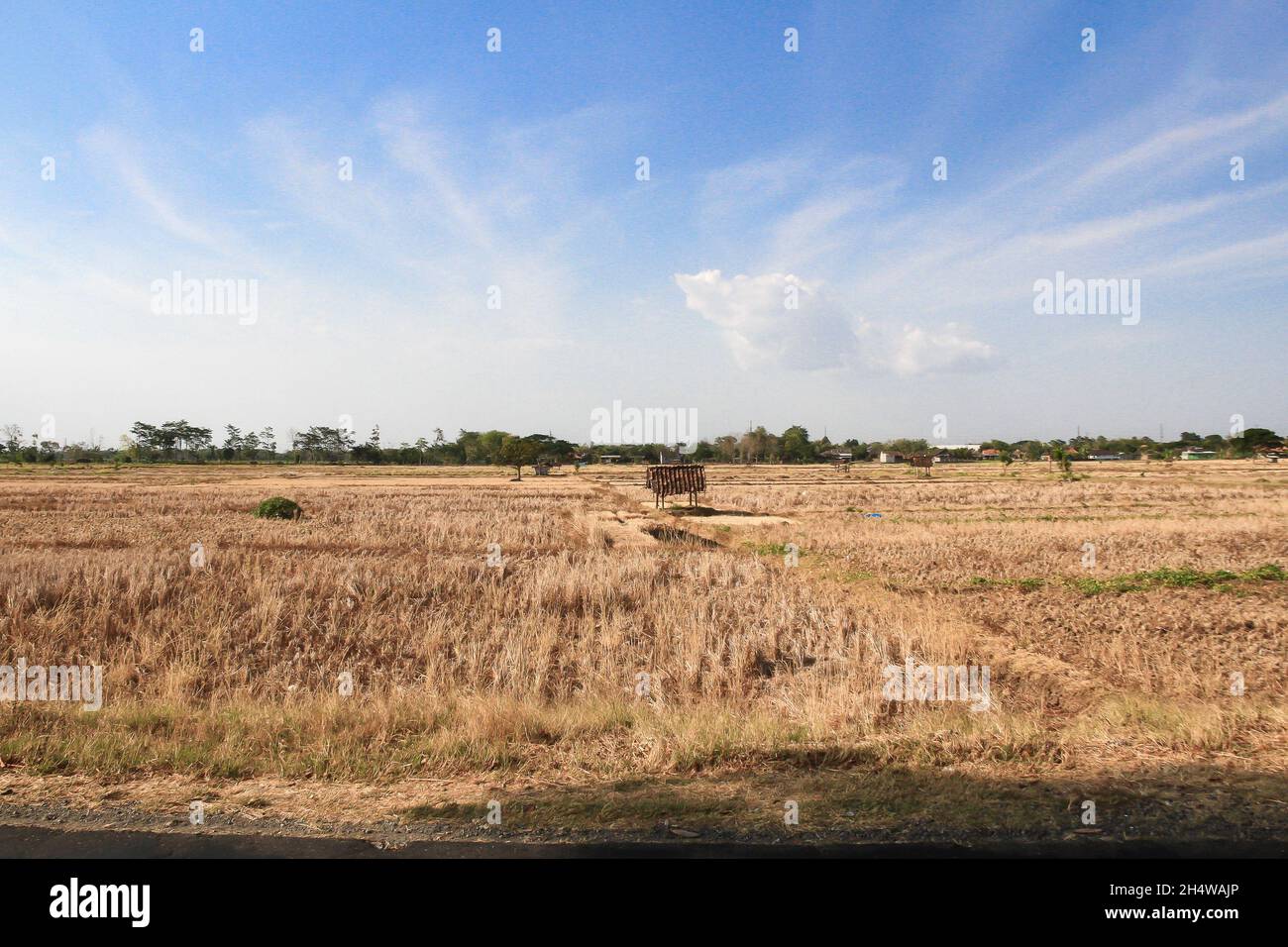 La lunga siccità provoca la siccità nelle aree agricole, alcune piante muoiono e i fallimenti del raccolto dovuti al cambiamento climatico Foto Stock