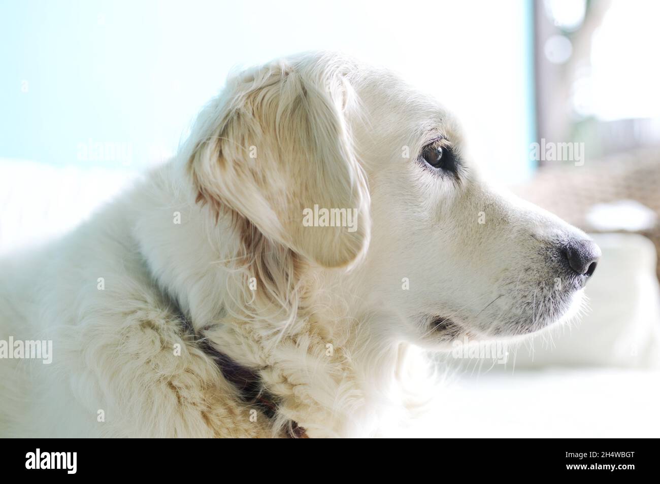 Testa del Golden Retriever che guarda lontano dalla fotocamera, all'aperto Foto Stock