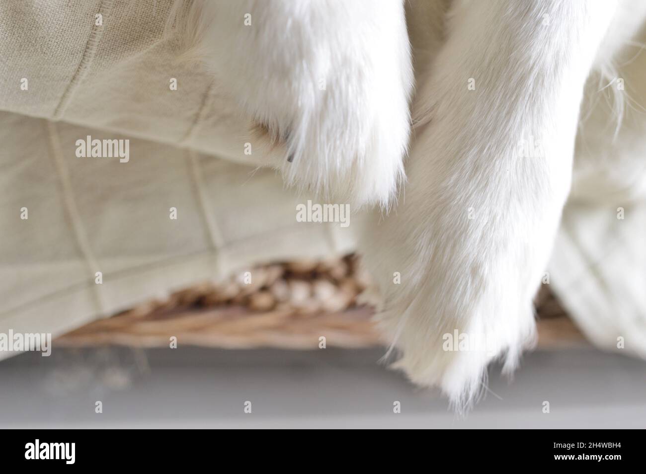 Un paio di zampe di cani Golden Retriever appesi sopra. Foto Stock