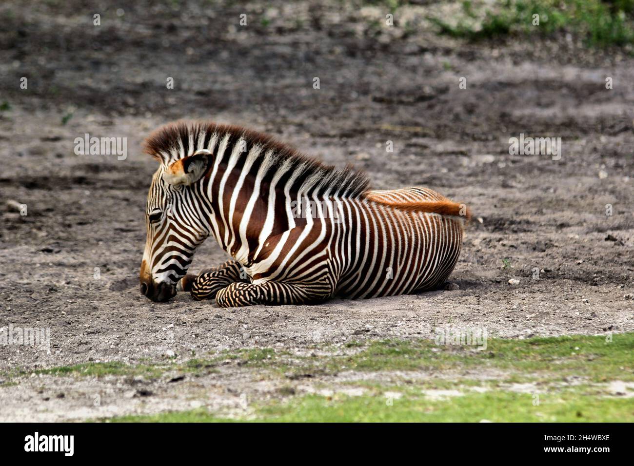 zebra del bambino che riposa sull'ombra Foto Stock