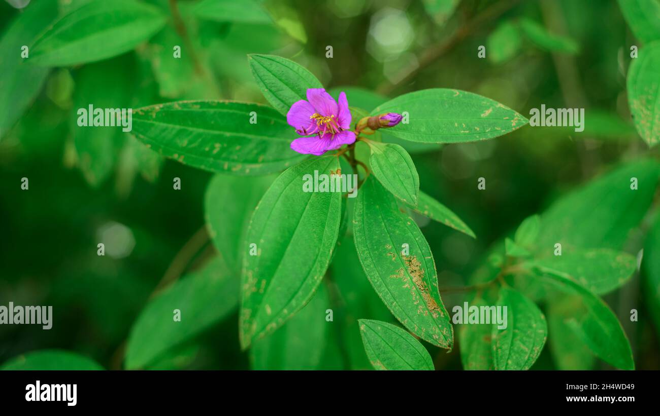 Melastoma malabathricum - Melastomataceae pianta e fiore viola in fiore e un fiore germoglio da vicino in alto vista. Foto Stock