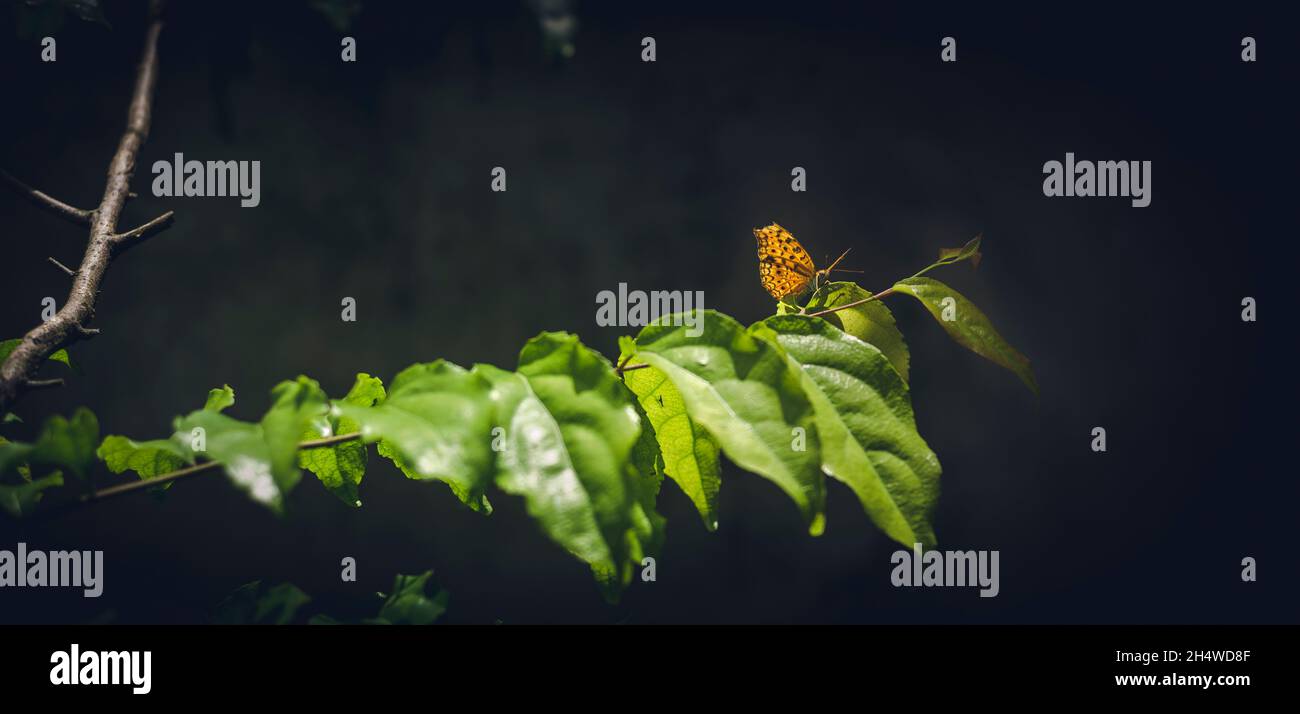 Farfalla leopardo comune arroccato su foglie di albero ramontchi, Foto Stock