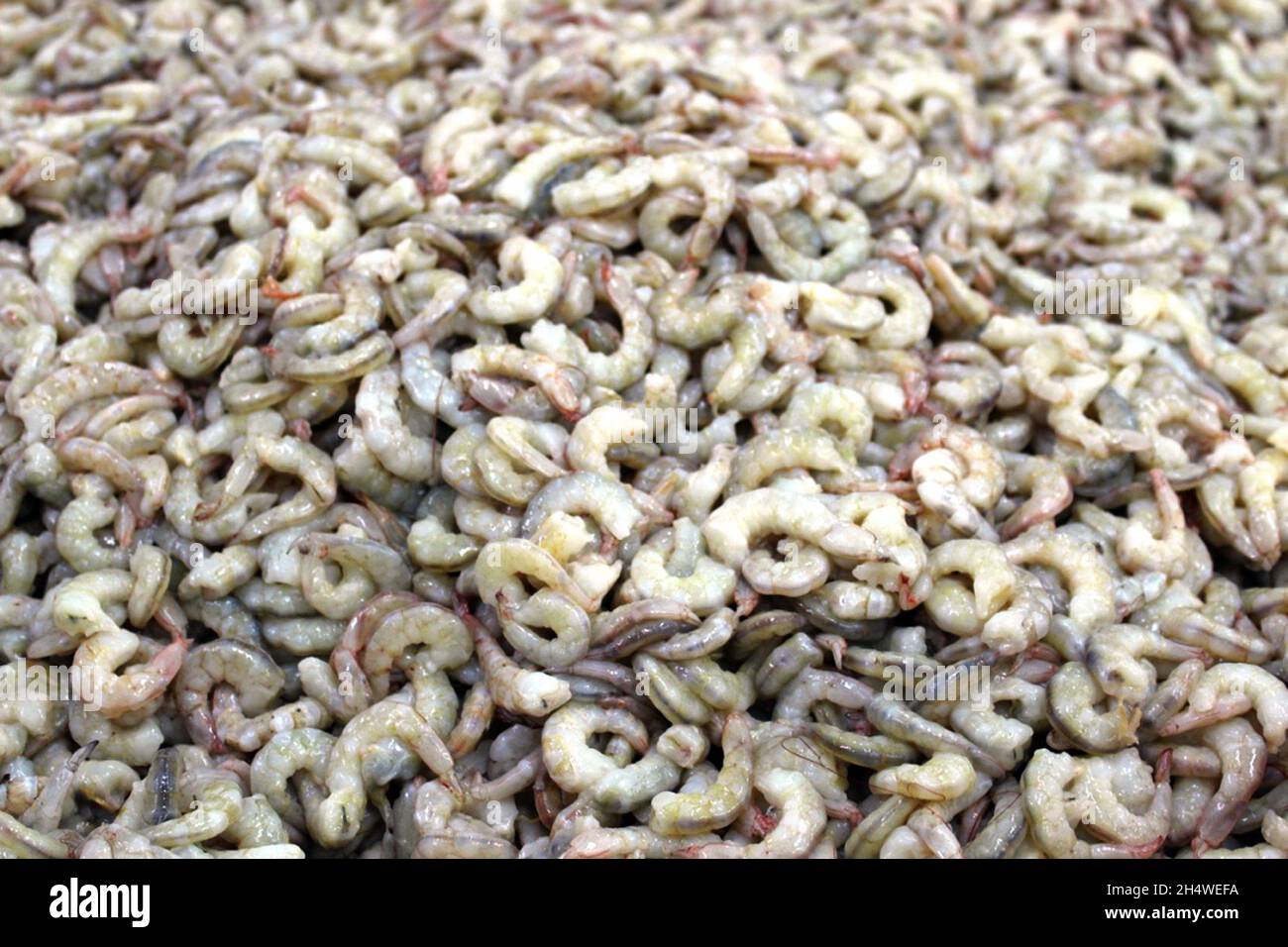 Alimenti di mare in Kerala Foto Stock