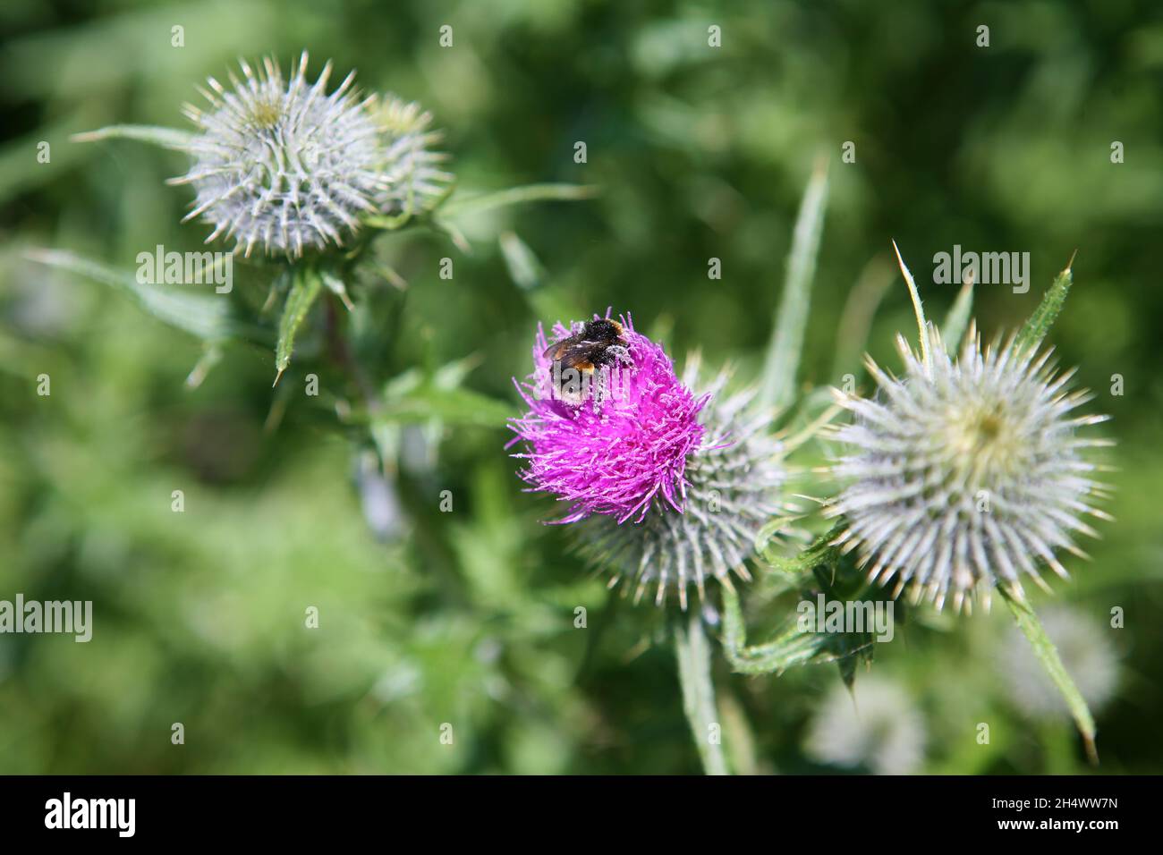 Un'ape raccoglie polline da un fiore di cardo, Roseland Peninsula, Cornovaglia, Regno Unito Foto Stock