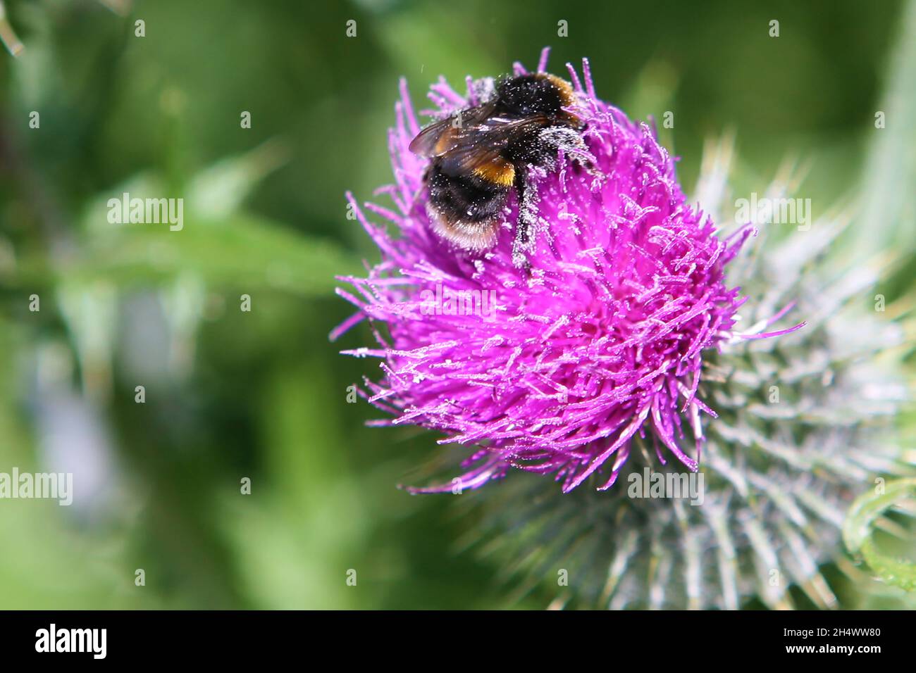 Un'ape raccoglie polline da un fiore di cardo, Roseland Peninsula, Cornovaglia, Regno Unito Foto Stock