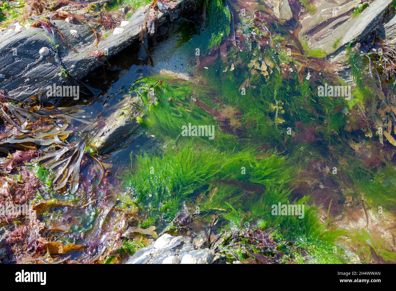 Primo piano di alghe marine in una piscina di roccia a bassa marea: Towan Beach, Roseland Peninsula, Cornovaglia, Regno Unito Foto Stock