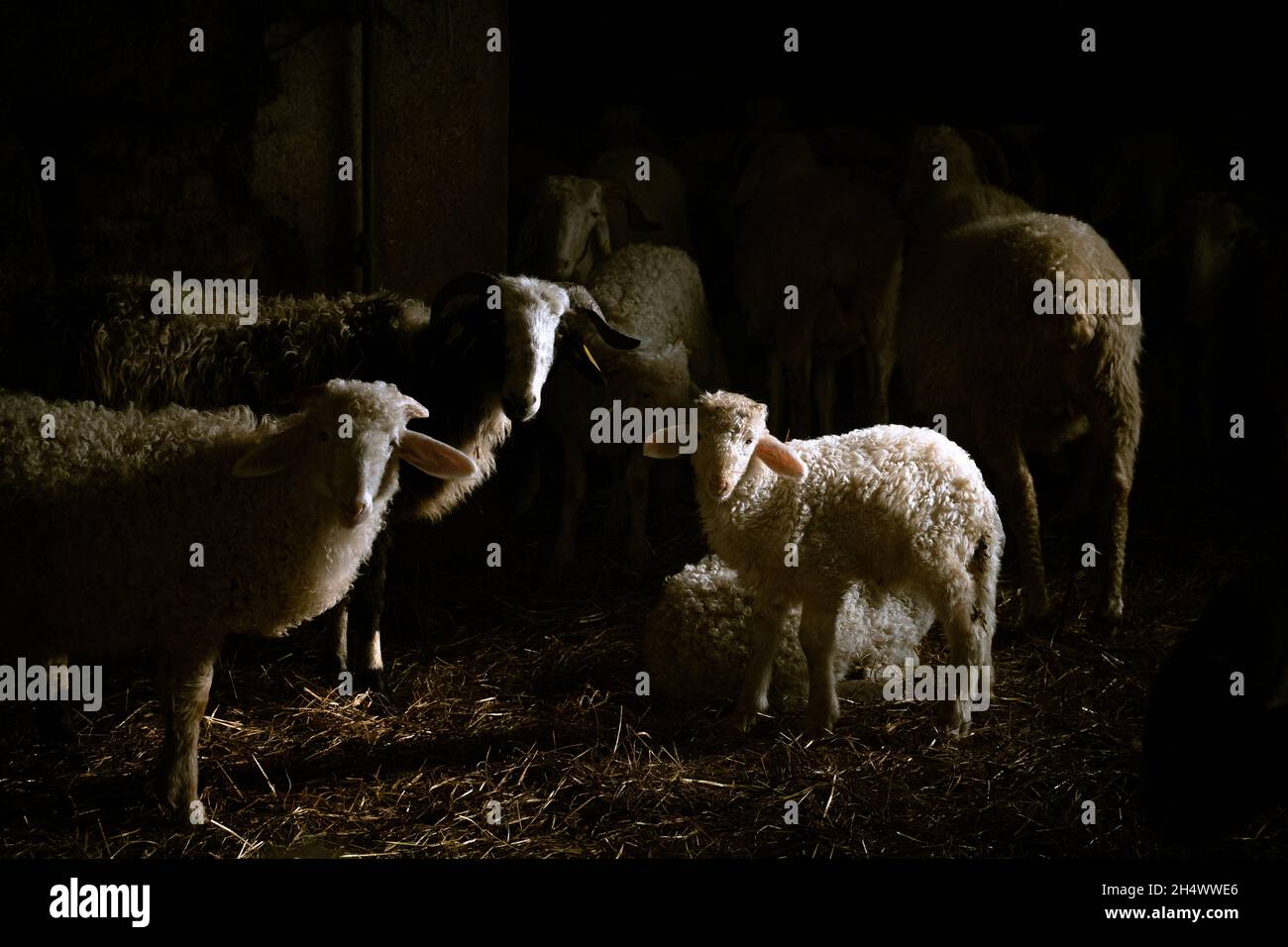 Pecora del bambino in un capannone con la luce drammatica di rembrandt Foto Stock