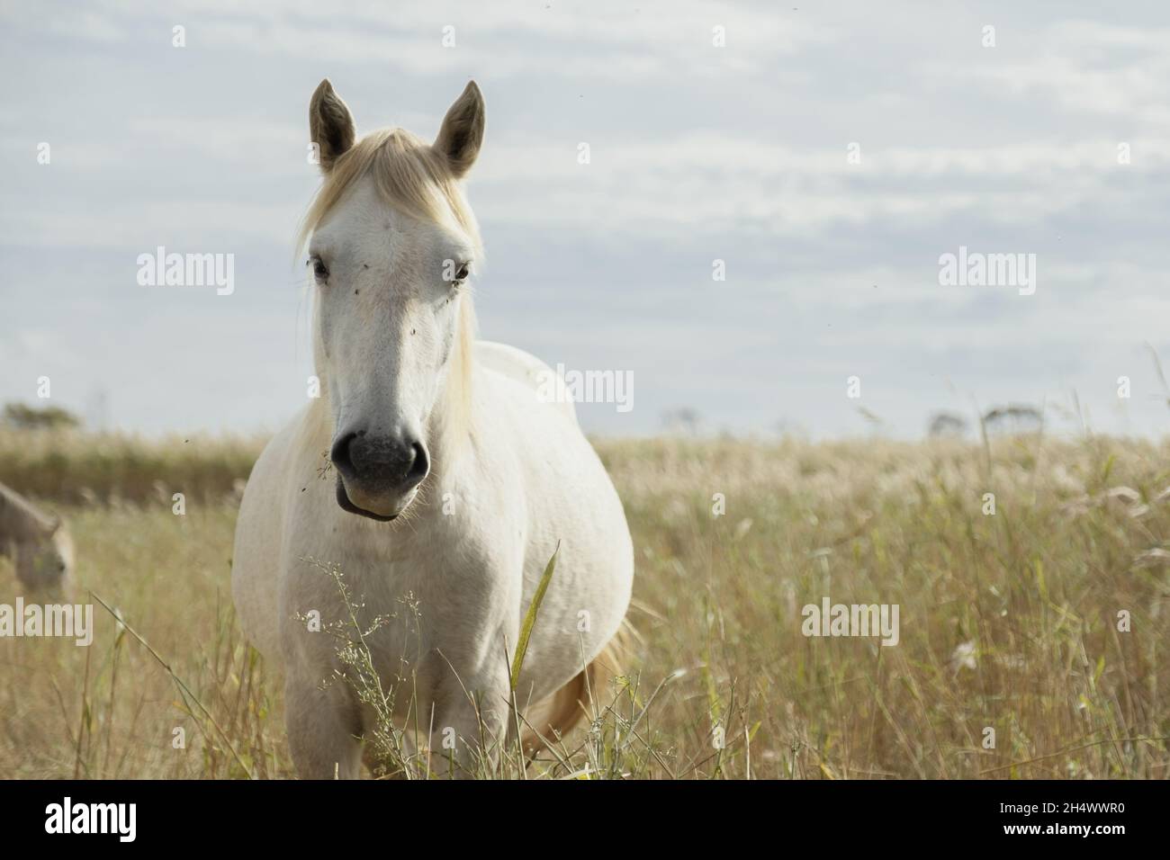 Cavallo in erba alta a Camargues Foto Stock