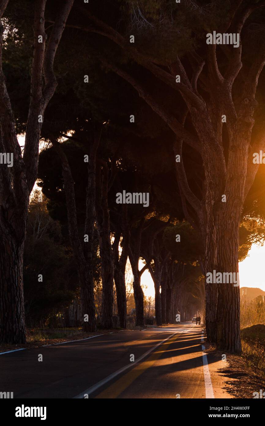 Strada alberata vuota nei sobborghi di Roma al tramonto con luce arancione Foto Stock