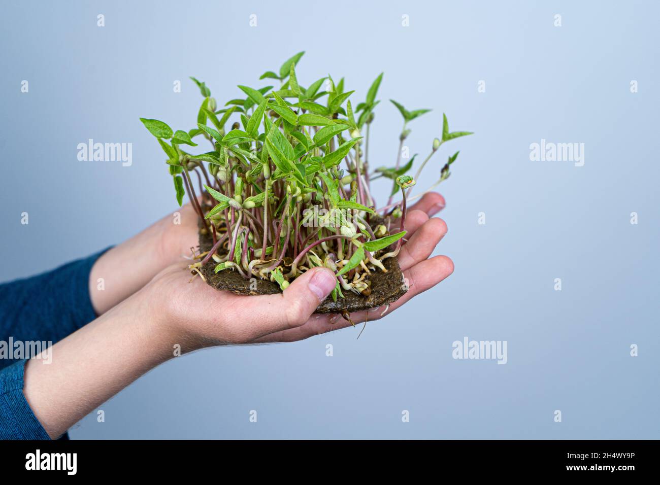 Tenere il micro verde a portata di mano. Germinazione di semi su stuoie di lino. Germogli di lattuga e altri verdi. Cibo vitaminico sano. Crescere a casa. Hobby e giardinaggio urbano. Microgreen per alimenti. Foto Stock