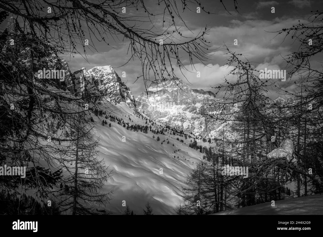 Bianco e nero panorama invernale di cime dolomitiche dietro rami di larici Foto Stock