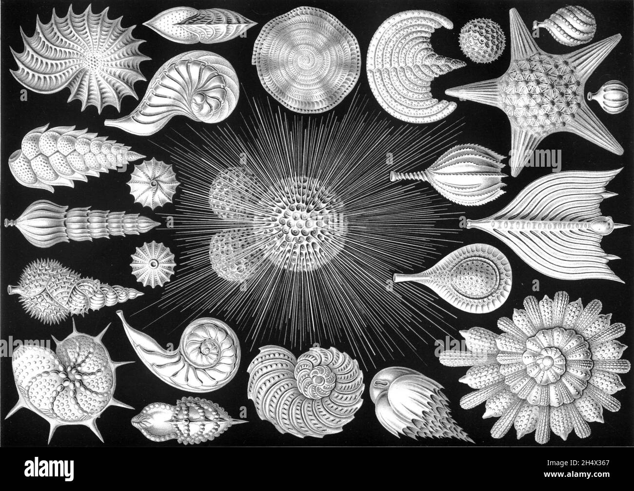 Ernst Haeckel - Thalamphora - 1904 Foto Stock