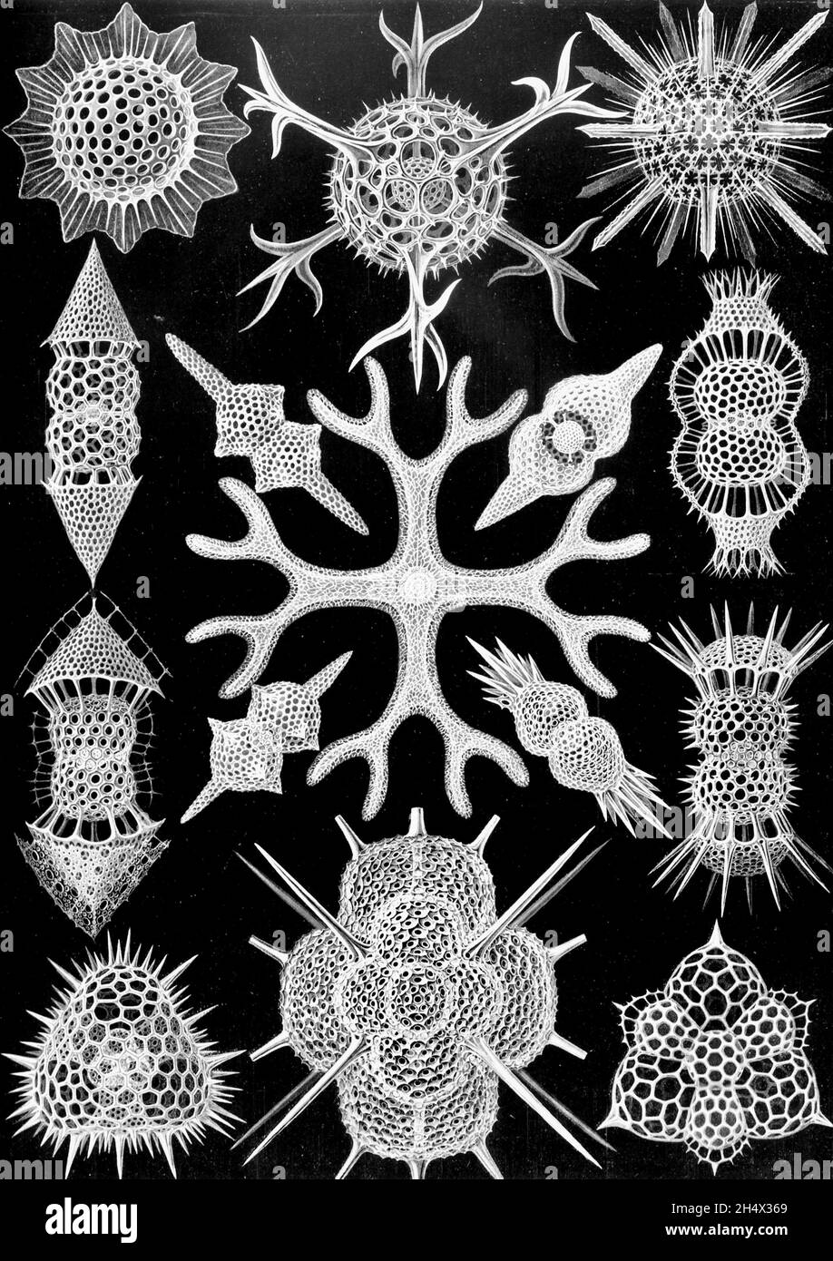 Ernst Haeckel - Spumellaria - 1904 Foto Stock