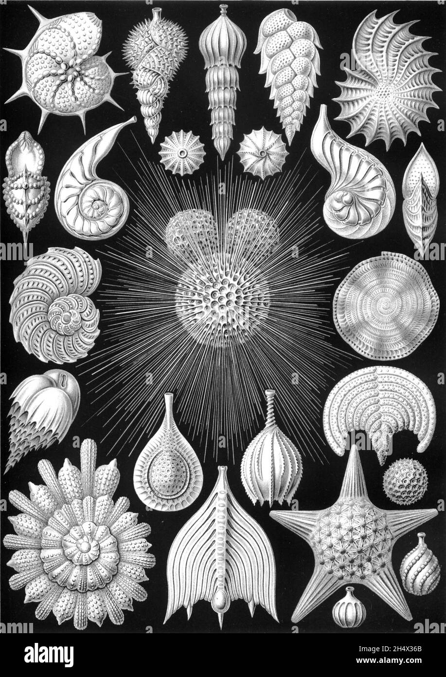 Ernst Haeckel - Thalamphora - 1904 Foto Stock