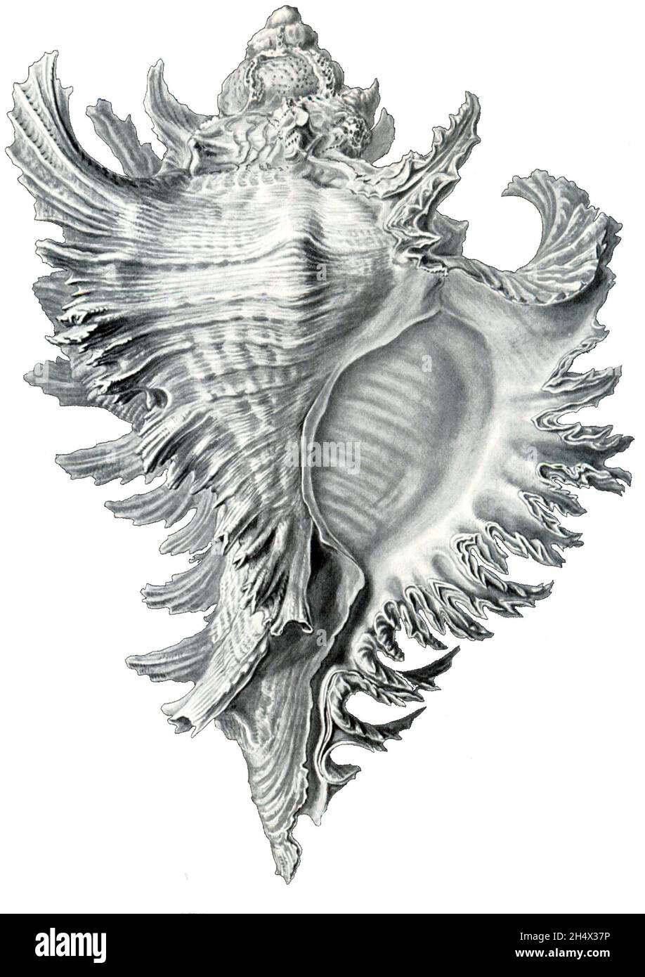 Ernst Haeckel - Chicoreus ramosus - 1904 Foto Stock