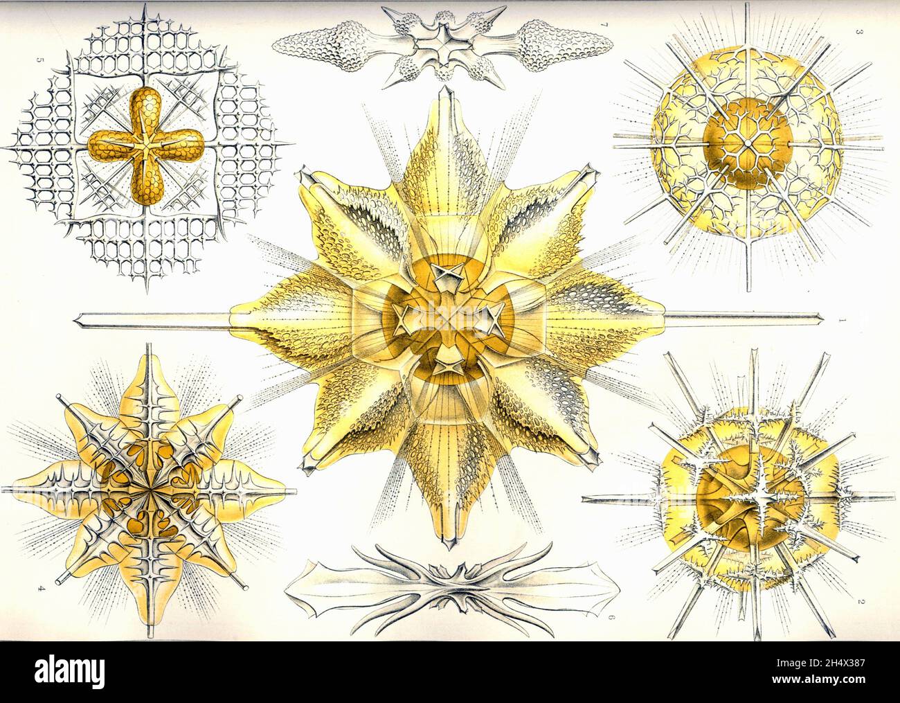Ernst Haeckel - Acanthometra - 1904 Foto Stock