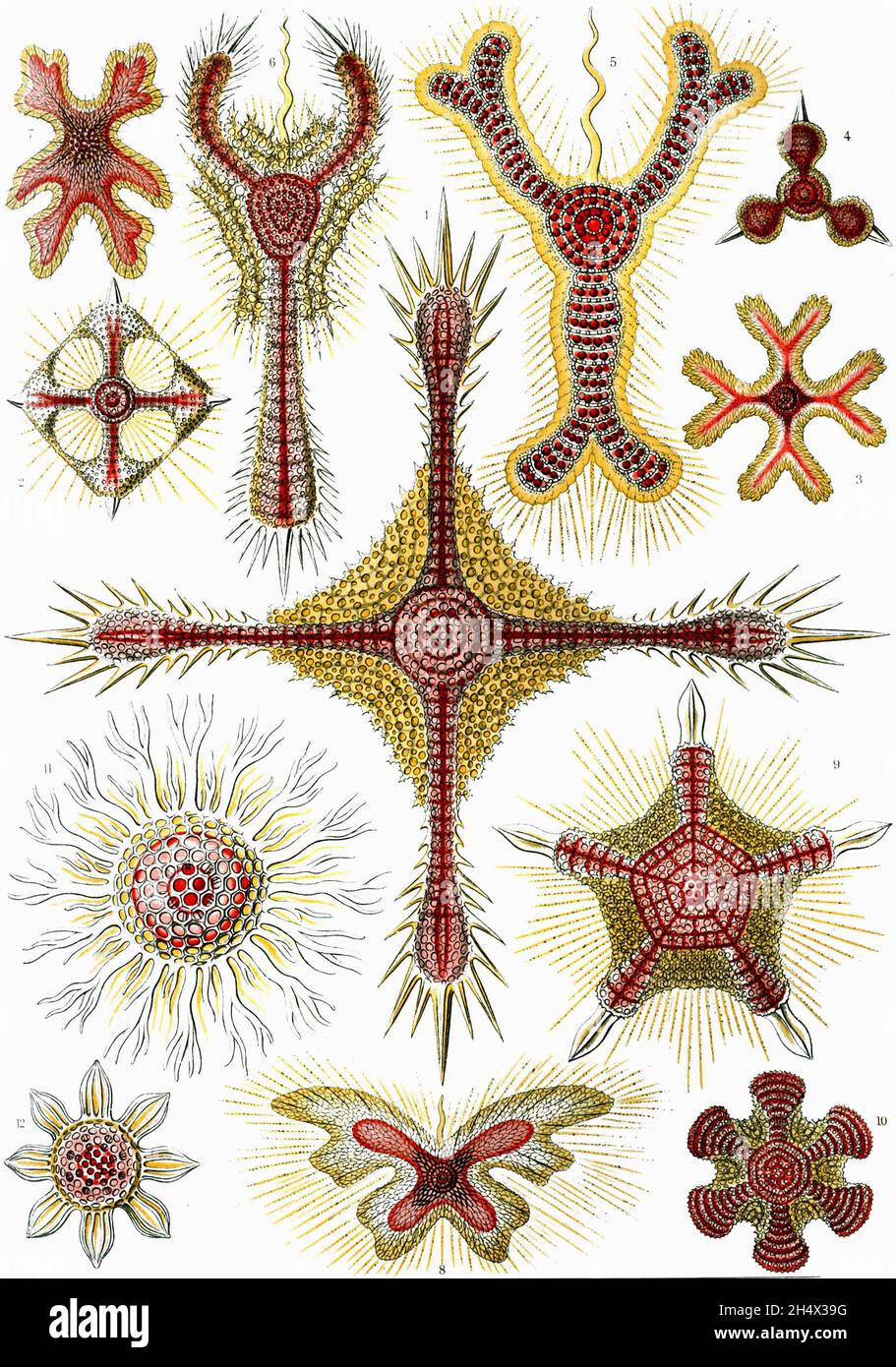 Ernst Haeckel - Discoidea - 1904 Foto Stock