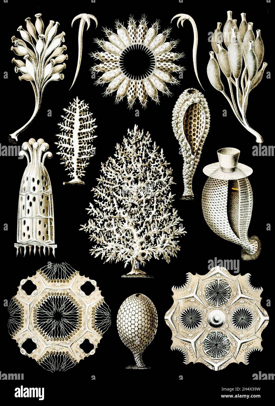 Ernst Haeckel - Calcispongiae - 1904 Foto Stock