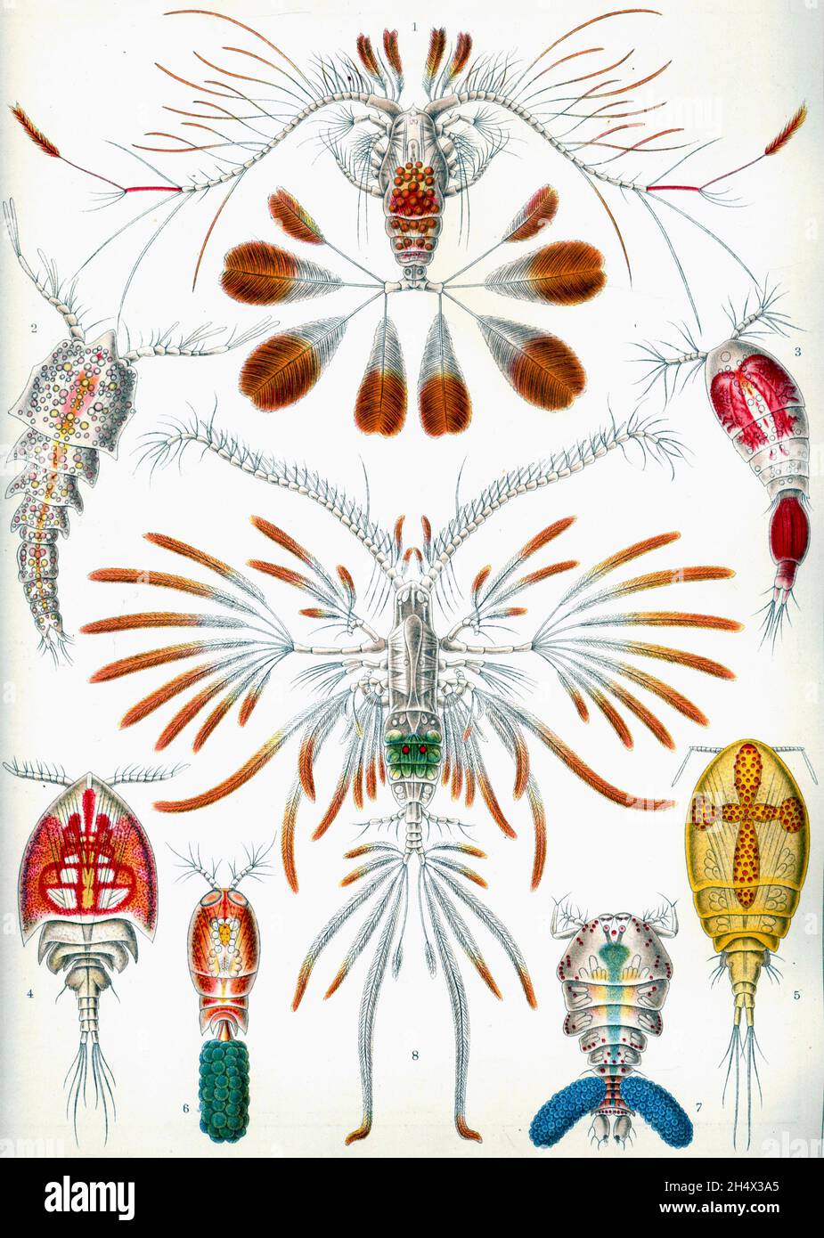 Ernst Haeckel - Copepoda - 1904 Foto Stock